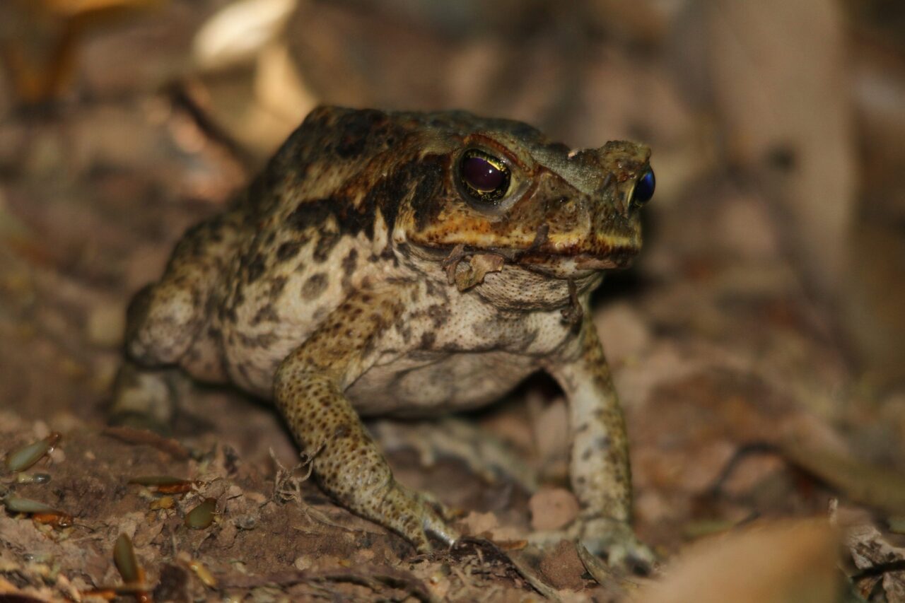Symptoms of Cane Toad Poisoning in Dogs & Humans A Bug's Life Pest