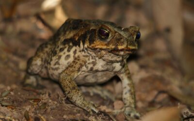 What Should I Do If My Dog Licks a Cane Toad? A Comprehensive Guide to Cane Toad Poisoning