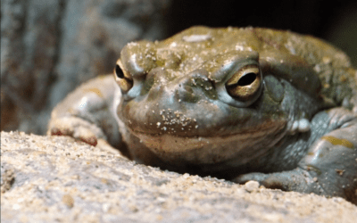Symptoms of Cane Toad Poisoning in Dogs and Humans